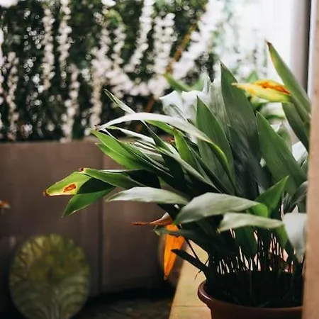 Cocon Au Coeur De Apartment *